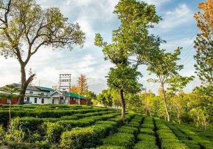 Amritsar, Dharamshala Monasteries, Palampur Tea Gardens Tour
