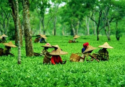 Dharamshala Palampur Tour with Amritsar